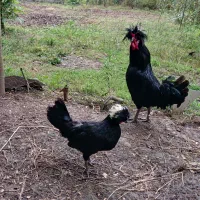 مرغ و خروس کاکلی (لهستانی)