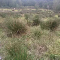 فروش یا معاوضه کاربری باغی و مستثنیات بر آسفالت