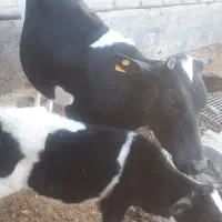 فروش گاو|حیوانات مزرعه|مسجد سلیمان, |دیوار