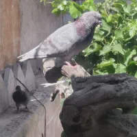 کبوتر نوک قنار و کبوتر پرشی ساعتی