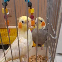 عروس هلندی نروماده