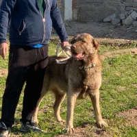 سگ سرابی|سگ|شهر ری, سرتخت|دیوار