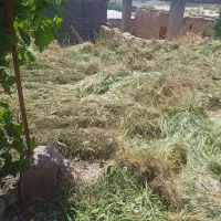 ینجه|گل و گیاه طبیعی|گرمخان, |دیوار