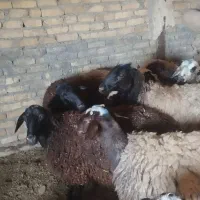 شیشک