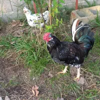 تخم مرغ و جوجه گلین لری فول کیفیت|حیوانات مزرعه|رشت, گلسار|دیوار