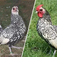 ۹ تا تخم نطفه دار مرغ سبرایت|حیوانات مزرعه|کاشان, فاز ۲ ناجی آباد|دیوار