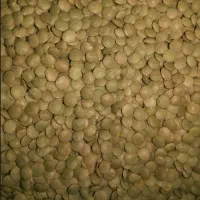 عدس روس بار کهنه