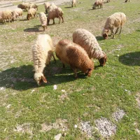 میش وبره ۳۲عدد