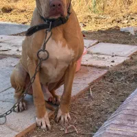 پیتبول|سگ|اصفهان, سرشبادران|دیوار