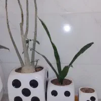 گل وگلدان۵۰۰