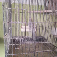 عروس هلندی بالغ کار داده|پرنده|محلات, |دیوار