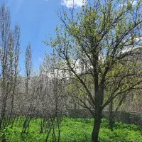 باغچه ۶۴۰متر جاده چالوس شهرستانک /چهاردیواری/ سندی