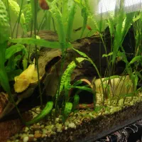 اکواریوم پلنت|ماهی|برخوار, |دیوار