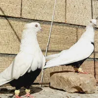 نروماده دمبی سیاه چتن درشت واس اس