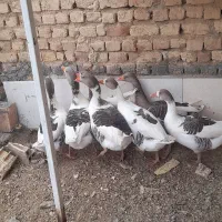 ۷عدد غاز|حیوانات مزرعه|جاپلق, |دیوار