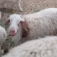 بره