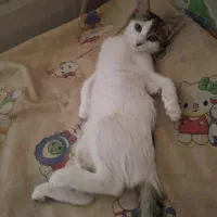 گربه ماده خانگی و بازیگوش|گربه|شیراز, شهرک مخابرات|دیوار