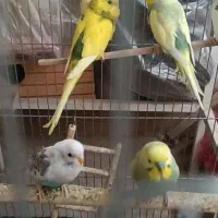 فروش تعدادی فنچ و مرغ عشق|پرنده|فردیس, فرامرزیه|دیوار