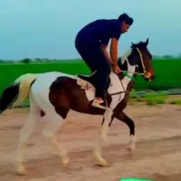 نریون کورسی