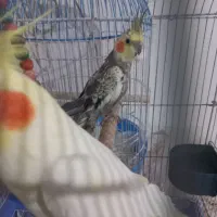 جوجه عروس هلندی نر ۶ ماهه|پرنده|ابریشم, |دیوار