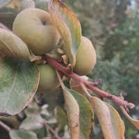 نهال سرو و خرمالو|خدمات باغبانی و درختکاری|شیراز, کوی زهرا|دیوار