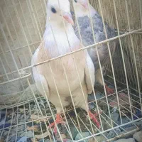 کبوتر|پرنده|جیرفت, |دیوار