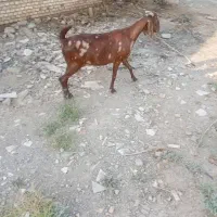 بزماده