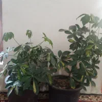 گل های فروشی با قیمت مناسب|گل و گیاه طبیعی|مرند, |دیوار