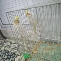 یک جفت عروس هلندی