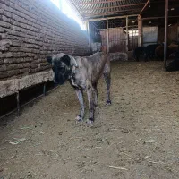 سگ ماده|سگ|نصر آباد, |دیوار