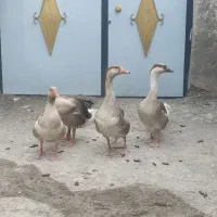 قو غاز
