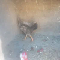 مرغ وخروس|حیوانات مزرعه|نهاوند, |دیوار