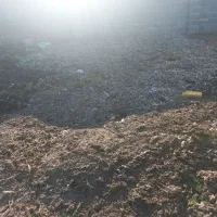 کود مرغی