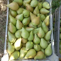 گلابی با طعم شیرین