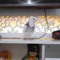 کبوتر|پرنده|کرمانشاه, |دیوار