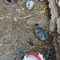 جوجه گلین طوسی|حیوانات مزرعه|دهلران, |دیوار