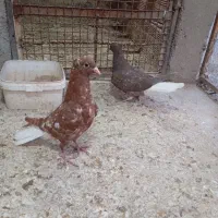 کبوتر دم سفید و کربلایی|پرنده|گنبد کاووس, |دیوار