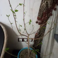 گل ختمی ۲ساله در حال رشد