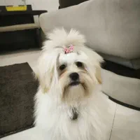 سگ شیتزو ماده|سگ|ری, امین آباد|دیوار