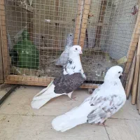 کبوتر جفت خاص|پرنده|رشت, کوی مهر|دیوار