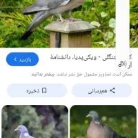 کبوتر جنگلی