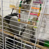 جوجه عروس هلندی  آماده دستی شدن