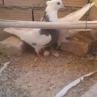 کفتر طوقی سیاه|پرنده|اردکان, |دیوار
