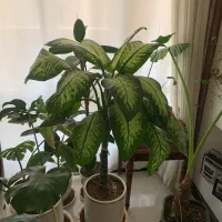 گل آپارتمانی