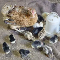 فروش جوجه گلین