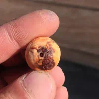 نگین عقیق.مهره ای تسبح قدیمی.کوارتز.یاقوت خام|جواهرات|بوشهر, |دیوار