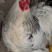 فروش جوجه  برهما لایت