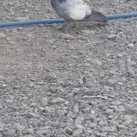 سرک سبز بهبهونی هوایی