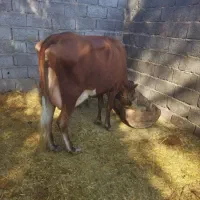 گاو گوساله نر