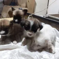 ۴عددسگ ماده  ازنژاداشپیتز